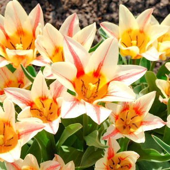 Tulipan Greiga