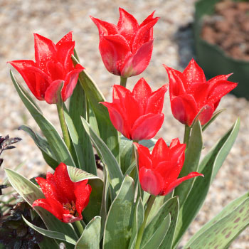 Tulipan liliokształtny