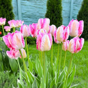 Tulipan papuzi