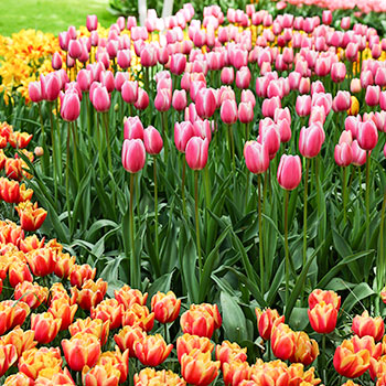 Tulipan pełny