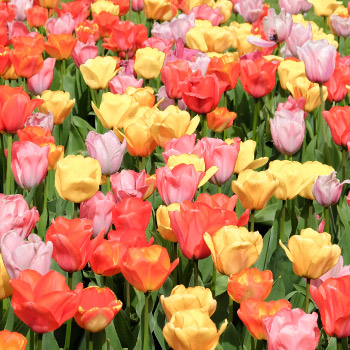 Tulipan Triumph