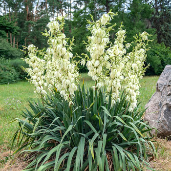 Yucca