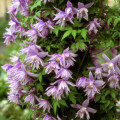 Clematis (Powojnik) Violet Pink interface.art zdjęcie 1 Clematis (Powojnik) Violet Pink interface.image 1 interface.art 2418