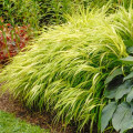 Hakonechloa smukła All Gold interface.image 1 interface.art 9551