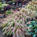 Hakonechloa smukła Naomi interface.image 1 interface.art 9550