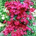 Clematis (Powojnik) Ernest Markham interface.art zdjęcie 1 Clematis (Powojnik) Ernest Markham interface.image 1 interface.art 2432