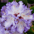 Rhododendron (Różanecznik) Blue Silver interface.image 3 interface.art 2545