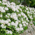 Rhododendron (Różanecznik) Cunningham`s White interface.art zdjęcie 1 Rhododendron (Różanecznik) Cunningham`s White interface.image 1 interface.art 9088