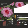 Róża wielkokwiatowa Augusta Luise®, C3 interface.art zdjęcie 2 Róża wielkokwiatowa Augusta Luise®, C3 interface.image 2 interface.art 4561