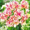 Tulipan Belicia interface.art zdjęcie 1 Tulipan Belicia interface.image 1 interface.art 67692