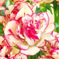 Tulipan Belicia interface.art zdjęcie 2 Tulipan Belicia interface.image 2 interface.art 67692