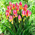 Tulipan Tricolette interface.art zdjęcie 2 Tulipan Tricolette interface.image 2 interface.art 67811