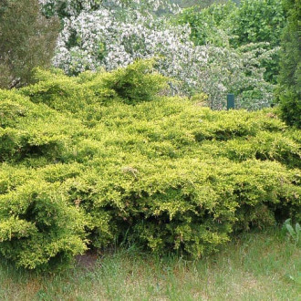 Jalowiec King Of Spring interface.image 14