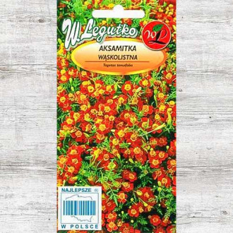 Aksamitka wąskolistna Red Gem Legutko interface.image 12