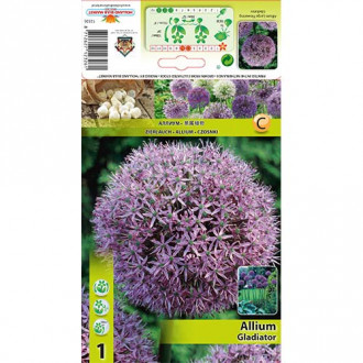 Czosnek (Allium) Gladiator interface.image 1