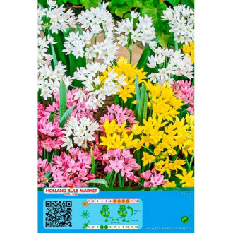 Czosnek (Allium), mix kolorów interface.image 2