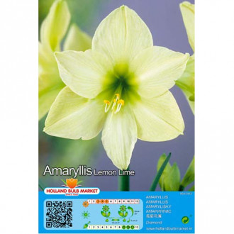 Amaryllis (Hippeastrum) Lemon Lime interface.image 2