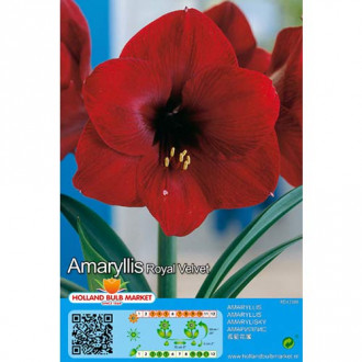 Amaryllis (Hippeastrum) Royal Velvet interface.image 2