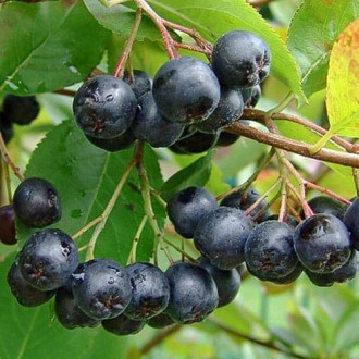 Aronia Amit interface.image 5