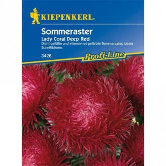 Aster pelny Lady Coral Deep Red interface.image 1