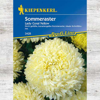 Aster chiński Lady Coral Yellow interface.image 4