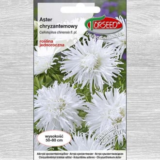 Aster chryzantemowy wysoki biały interface.image 2