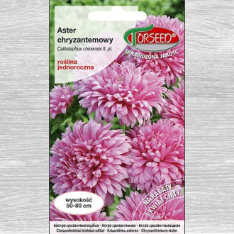 Aster chryzantemowy wysoki różowy interface.image 1