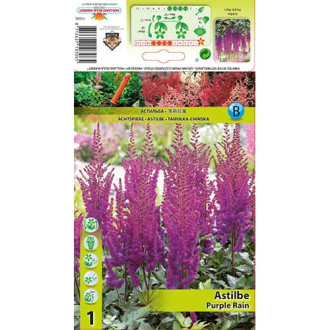 Astilbe Purple Rain interface.image 1