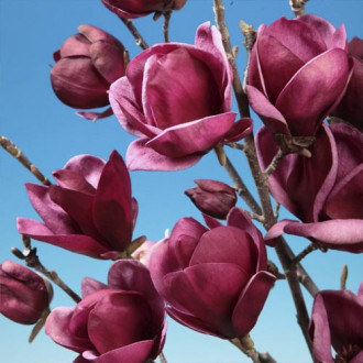 Magnolia Black Tulip PBR, С5 interface.image 1