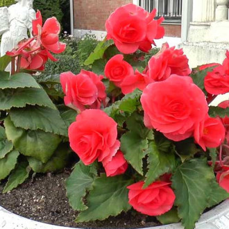 Begonia bulwiasta wielkokwiatowa Smolicka czerwona interface.image 4