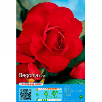 Begonia Double Red interface.image 1