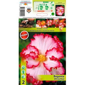 Begonia (Crispa Marginata) White/Red interface.image 2