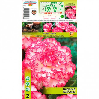 Begonia dwukolorowa różowo-biała interface.image 5