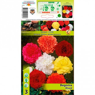 Begonia Fimbriata, mix kolorów interface.image 2