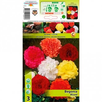 Begonia Fimbriata, mix kolorów interface.image 4