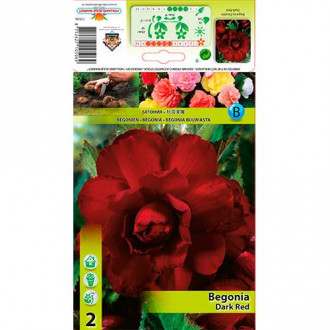 Begonia pełna Dark Red interface.image 3