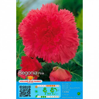 Begonia Double Pink interface.image 5