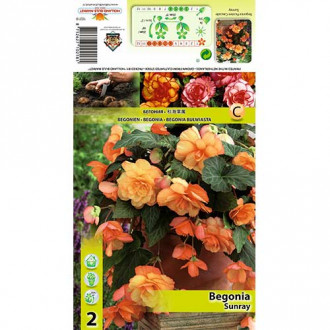 Begonia Picotee Cascade Sunray interface.image 5