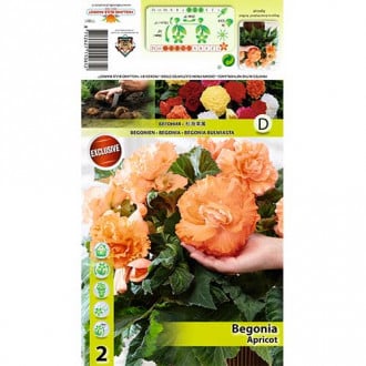 Begonia Ruffled Apricot interface.image 1