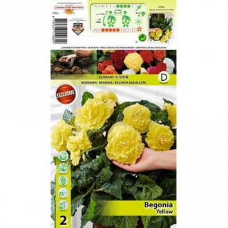 Begonia Ruffled Yellow interface.image 5