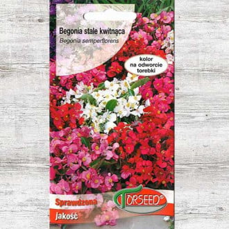 Begonia stale kwitnąca karminowo-szkarłatna interface.image 2