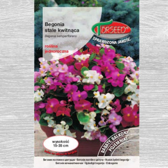 Begonia stale kwitnąca różowa czerwonolistna interface.image 4