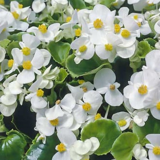 Begonia stale kwitnąca średnio wysoka Gloria F1 biała Legutko interface.image 4