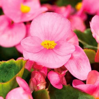 Begonia stale kwitnąca średnio wysoka Gloria F1 różowa Legutko interface.image 5