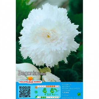 Begonia Fimbriata White interface.image 1