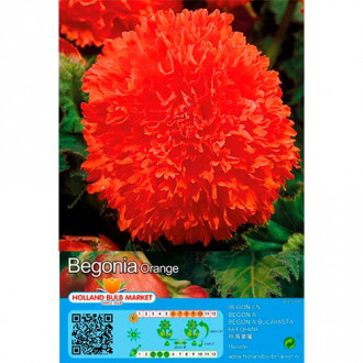 Begonia Fimbriata Orange interface.image 4