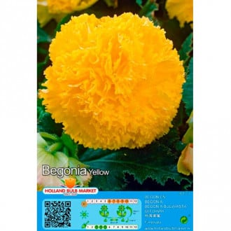 Begonia Fimbriata Yellow interface.image 1