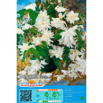 Begonia Pendula White interface.image 6