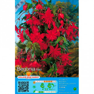 Begonia Pendula Red interface.image 5