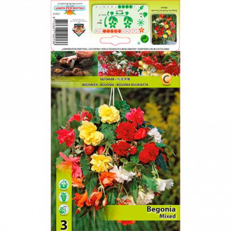 Begonia Pendula, mieszanka kolorów interface.image 1